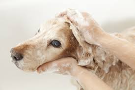 Two hands washing with soap the head of a light brown dog